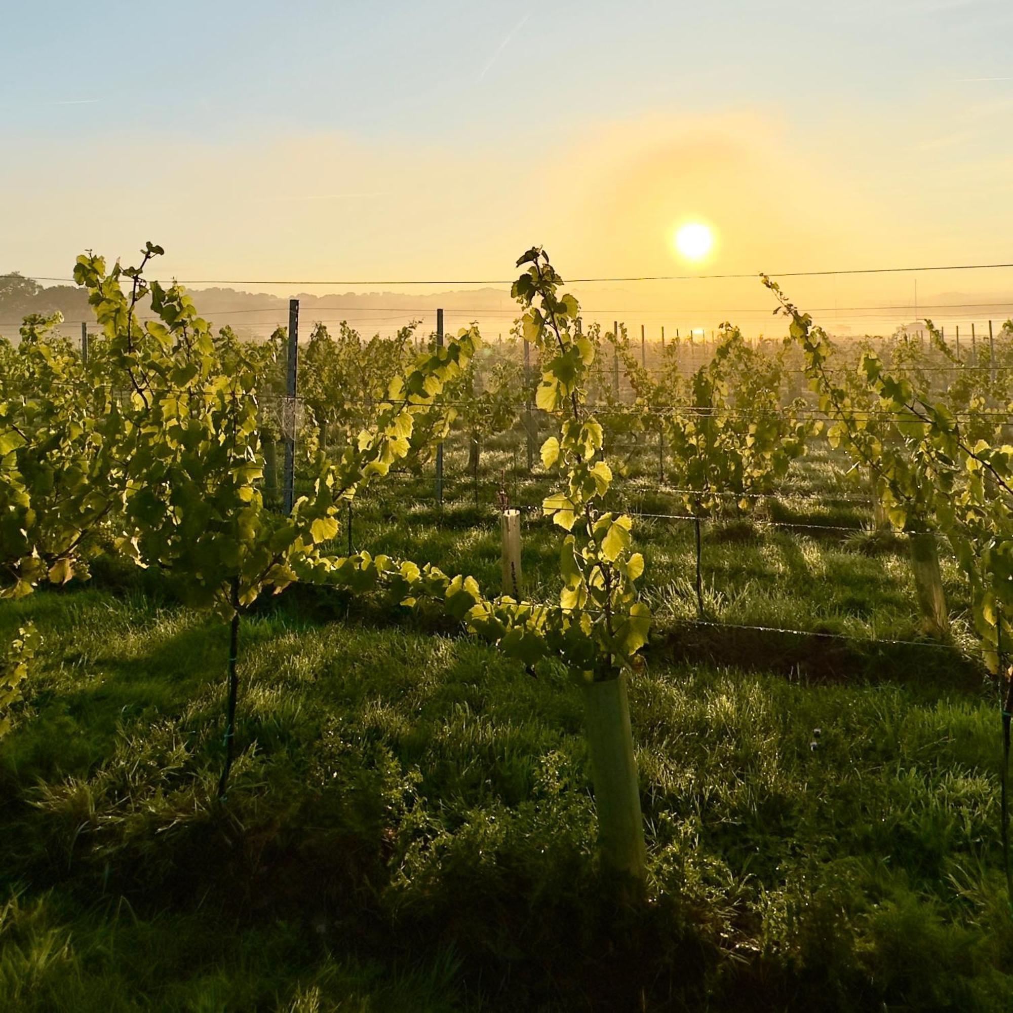 Pinkmead Estate And Vineyard Βίλα Osborne  Εξωτερικό φωτογραφία